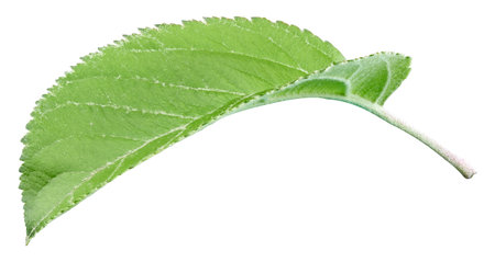 Green apple leaf  on white background. Leaves Appleの写真素材