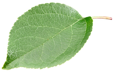 Green apple leaf  on white background. Leaves Apple  .の写真素材
