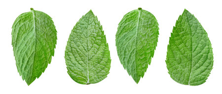 Mint leaf isolated clipping path. Collection mint on white background. Mint macro studio photoの写真素材