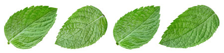 Mint leaves with Clipping Path isolated on a white background. Mint leaves collectionの写真素材