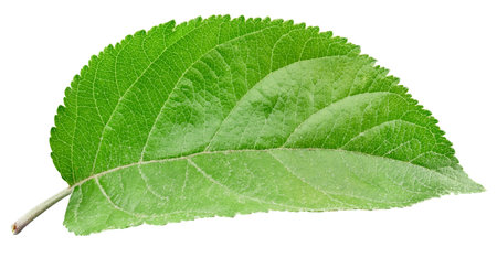 Green apple leaf isolated on white background. Leaves Apple Clipping Path.の写真素材