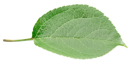 Green apple leaf isolated on white background. Leaves Apple Clipping Path.の写真素材