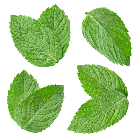 Mint collection. Mint leaf isolated on white background. Mint leaf with clipping pathの写真素材
