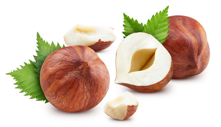 Hazelnut nut. Hazelnut isolated on white background.の写真素材