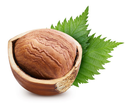 Hazelnut  on white background. Hazelnut half macro studio photo. Hazelnut  leaves.の写真素材