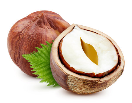 Hazelnut nut. Hazelnut  on white background. Hazelnut  .の写真素材