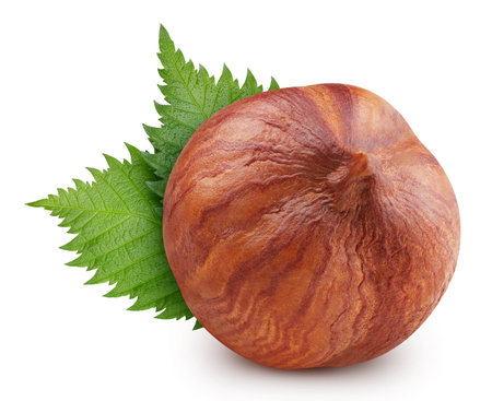 Hazelnut  leaves. Hazelnut grapefruit  on white background. Hazelnut macro.の写真素材