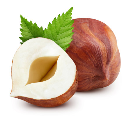 Hazelnut nut. Hazelnut isolated on white background.の写真素材