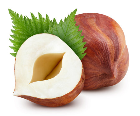 Hazelnut isolated on white background. Hazelnut half macro studio photo.の写真素材