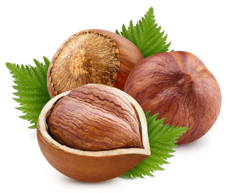 Hazelnut isolated on white background.の写真素材