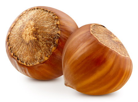 Hazelnut isolated on white background.の写真素材
