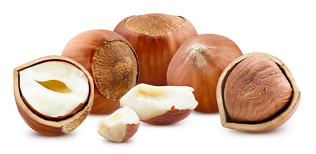 Hazelnut isolated on white background.の写真素材