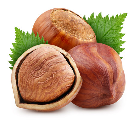 Hazelnut. Fresh organic hazelnut isolated on white background. Hazelnut macroの写真素材