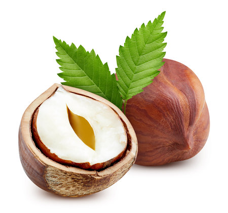Hazelnut half macro studio photo. Hazelnut isolated on white background. Hazelnut with leaves. With clipping pathの写真素材