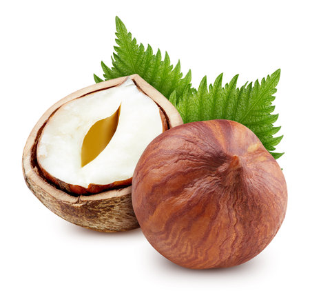 Hazelnuts with leaves. Ripe hazelnuts with green leaf. Organic fresh hazelnut isolated on white. Full depth of fieldの写真素材