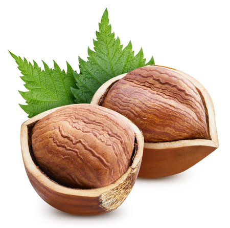 Hazelnut isolated on white background. Hazelnut half macro studio photo. Hazelnut with leaves.の写真素材