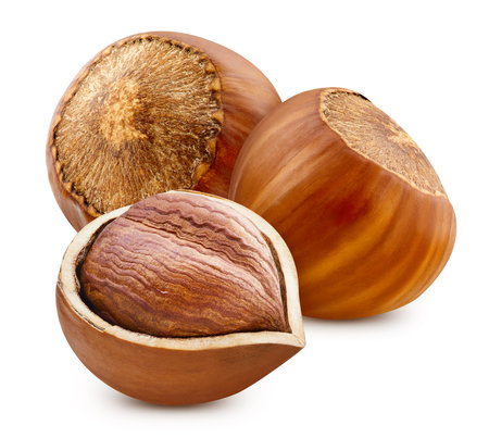 Hazelnut isolated on white background.の写真素材