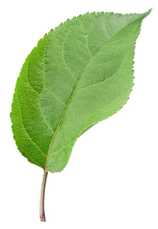 One Leaf Apple Clipping Path. Apple leaves isolated on white backgroundの写真素材