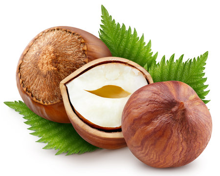 Hazelnuts with leaves isolated on white background. Hazelnuts filbert nut. Filbert half macro studio photoの写真素材