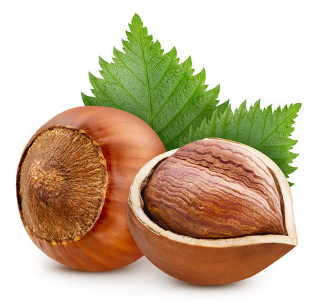 Hazelnuts isolated on white background. Hazelnuts filbert fruit. Hazelnuts half macro studio photoの写真素材
