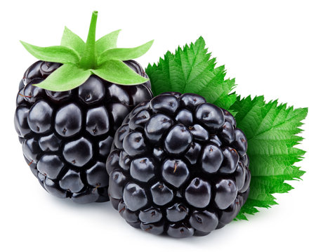 Composition of blackberries and beautiful leaves. Organic blackberries isolated on white background. Taste blackberries with leaf.の写真素材