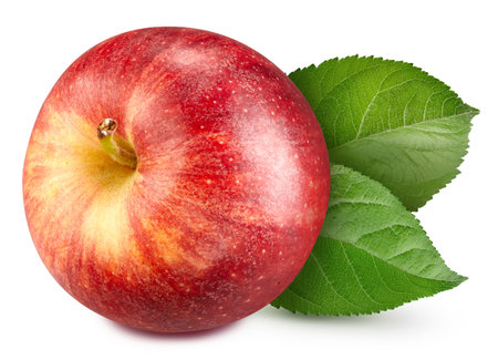 Red apple leaf isolated on white. Fresh apple with leaves.の写真素材