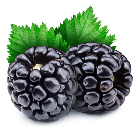Two ripe organic blackberries with beautiful leaves. Composition with delicious blackberries.の写真素材