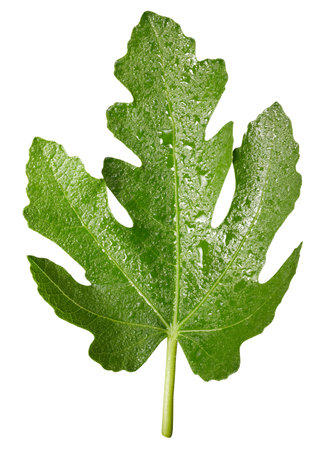 Fig leaf isolated on white background.の写真素材