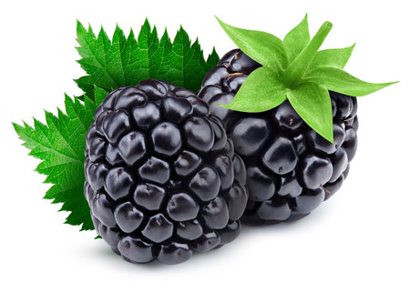 Organic fresh blackberry isolated on white. Ripe blackberry with green leaf. Full depth of fieldの写真素材