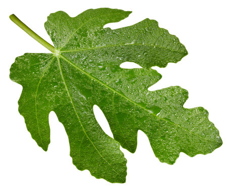 Wet leaf figs.の写真素材