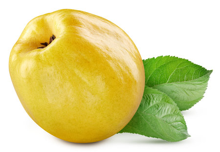 One ripe quince with green leaf. Organic fresh quince isolated on white. Full depth of fieldの写真素材