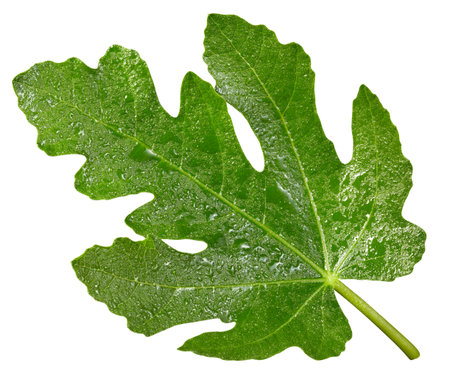 Fig leaf isolated on white background.の写真素材