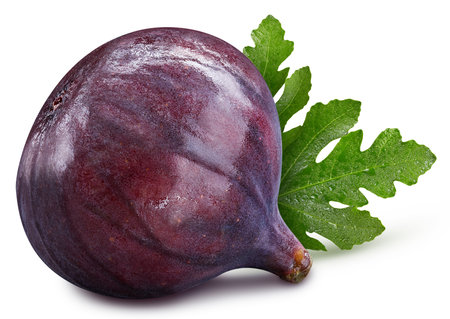 Wet figs with leaves isolated on white background. Fresh organic vegetable. Full depth of fieldの写真素材