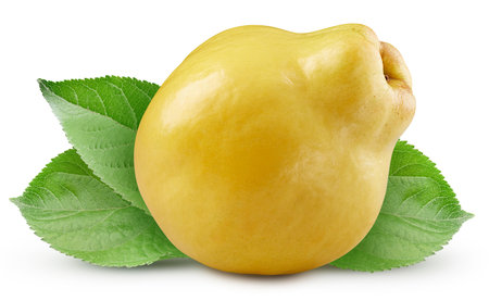 One whole quince with leaves isolated on white background, retouched for your project.の写真素材