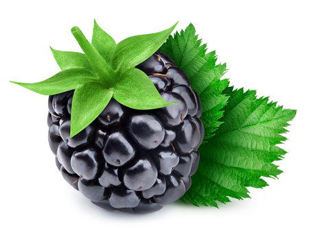 One blackberry with leaves isolated on white background, retouched for your project.の写真素材
