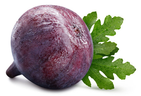 Organic fresh fig isolated on white. Full depth of field. High End Retouchingの写真素材