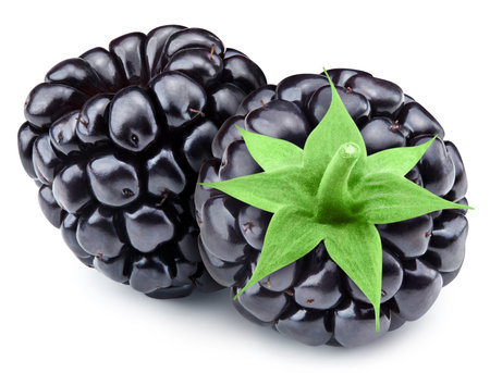 Fresh organic blackbery isolated on white background. Blackbery . Full depth of fieldの写真素材