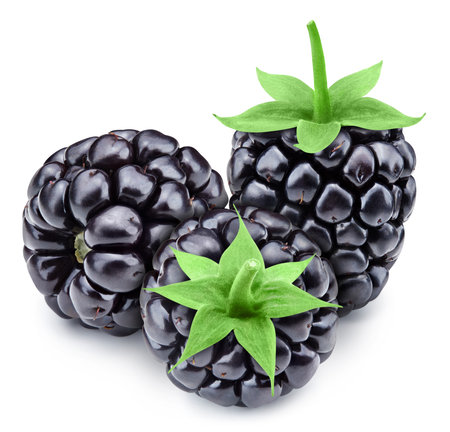 Blackberry berry isolated on white background. Three blackberryの写真素材