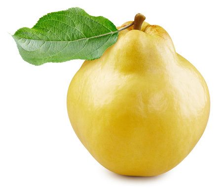 One whole quince with leaves isolated on white background, retouched for your project. Quinceの写真素材
