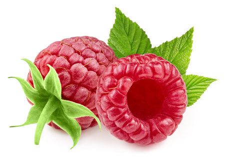 Two raspberries with leaves isolated on white background. Raspberry berry full macro shoot food ingredient. Raspberryの写真素材