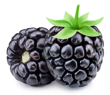 Two blackbery with leaves isolated on white background. Blackbery  Professional food photographyの写真素材