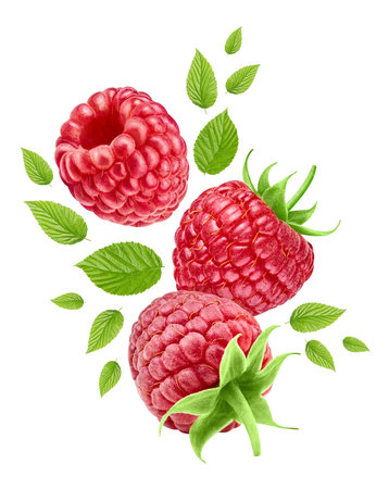 Flying ripe raspberries with green leaves isolated on white background. Raspberry collection. Raspberries stack full depth of field macro shot. High End Retouching.の写真素材