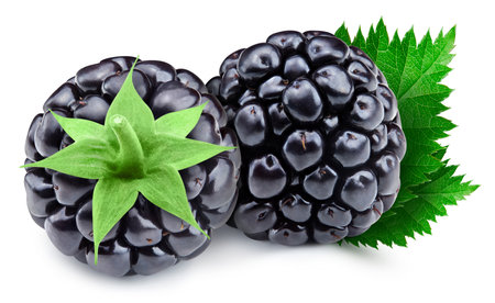 Blackberry with leaves. Blackberry full macro shoot food ingredient on white isolated. fig fruit. High End Retouchingの写真素材