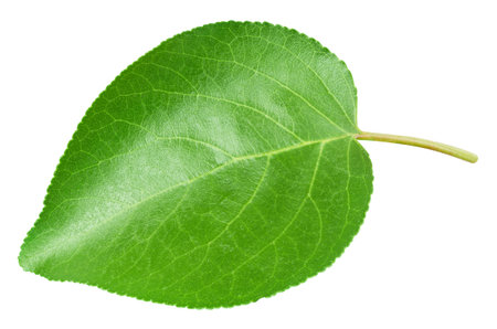 Apricot leaf isolated on a white background. Leaf apricotの写真素材