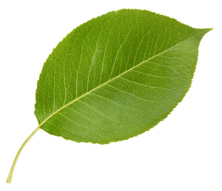 Pear leaf isolated on a white background. Leaf pearの写真素材