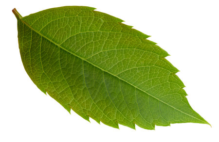 Nut leaf isolated on a white background. Leaf almond, pistachio, peanutsの写真素材
