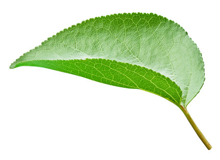 Apricot leaf isolated on a white background. Leaf apricot h. Image stack full depth of field macro shotの写真素材
