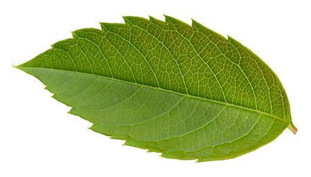 Nut leaf isolated on a white background. Leaf almond, pistachio, peanuts with clipping path. Image stack full depth of field macro shotの写真素材