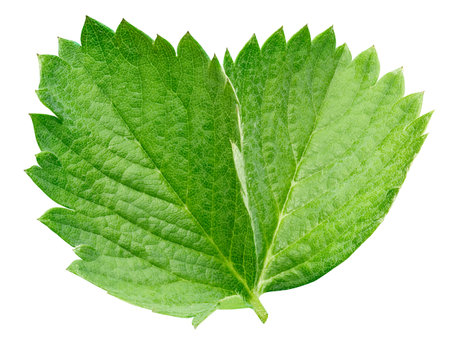 Strawberry leaf isolated on a white background. Leaf strawberryの写真素材