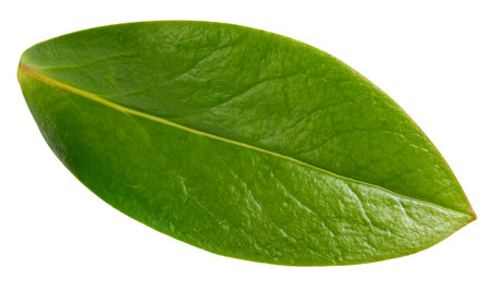 Nut leaf isolated on a white background. Leaf almond, pistachio, peanutsの写真素材